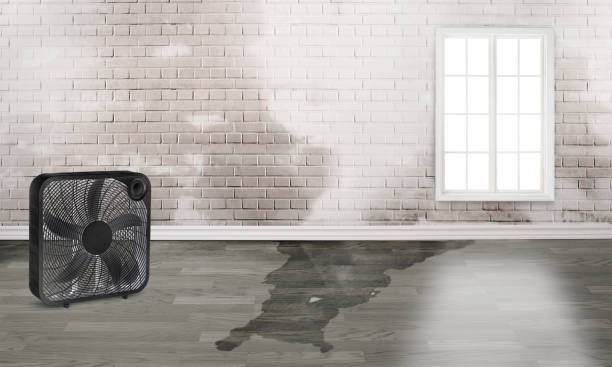 Best Flood damage cleanup  in Pemberwick, CT